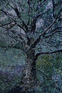 Quercia olio su tela