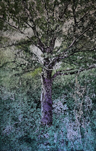 Quercia olio su tela 200x130 - 2021