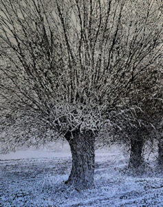 Salix inverno-olio su tela 120x150-2021