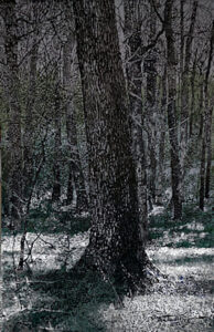 Silenzio olio su tela 2.00x1.30 - 2023