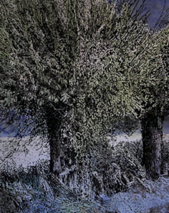 Salix primavera-olio su tela 120x150-2021