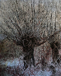 Salix estate-olio su tela 120x150-2021