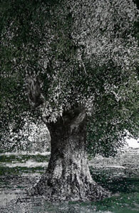 Sempreverde -Quercus ilex olio su tela 2.00x1.30 - 2023