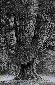 Quercia alta e possente olio su tela 2.00x130 - 2023