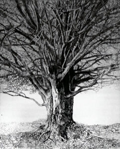 Albero nero olio su tela 2,00x1,60 - 2023