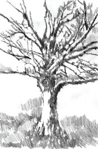 Studio albero di Leccio